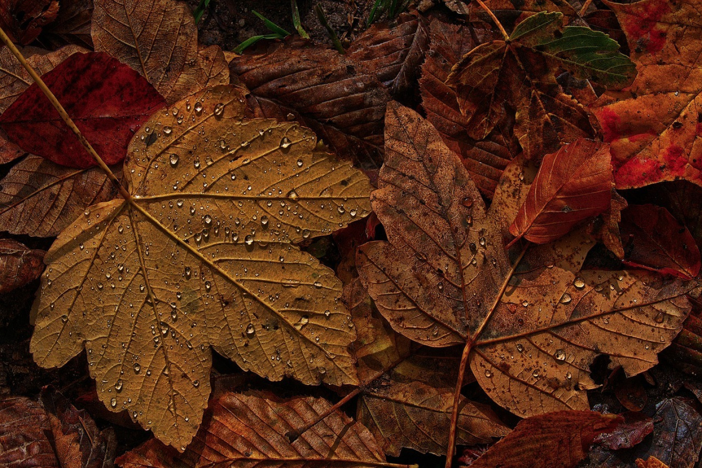 leaves-4597501_1280