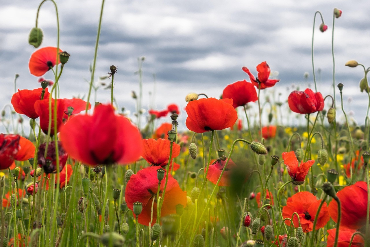 poppies-4246241_1280